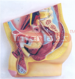 HUMAN MALE PELVIS